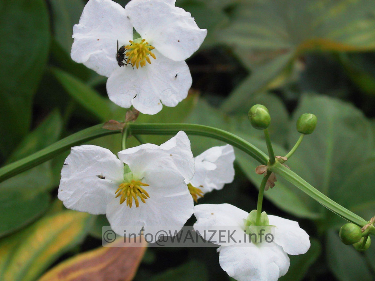 Sagittaria latifolia - Blueten.JPG
